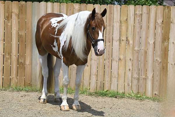 sorrel-overo-ridden-western-horse