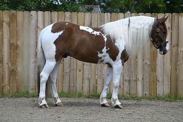 sorrel-overo-trail-riding-horse