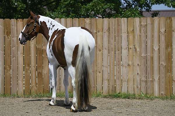 sorrel-overo-trail-class-competition-horse