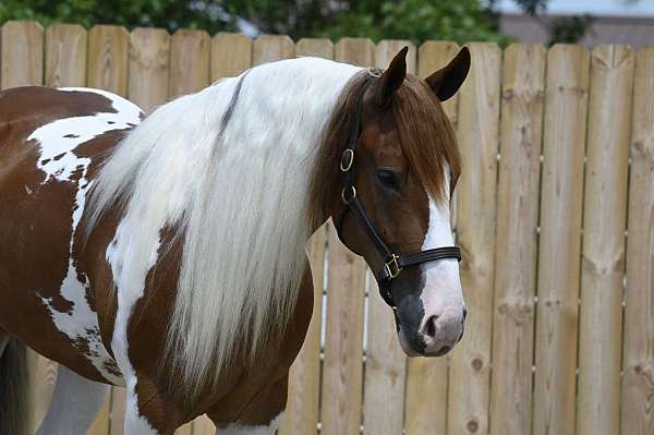 sorrel-overo-working-equitation-horse