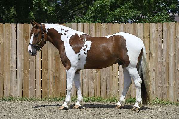 sorrel-overo-western-dressage-horse