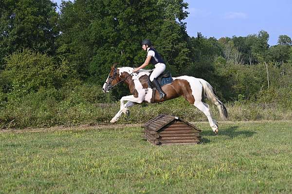 all-around-gelding