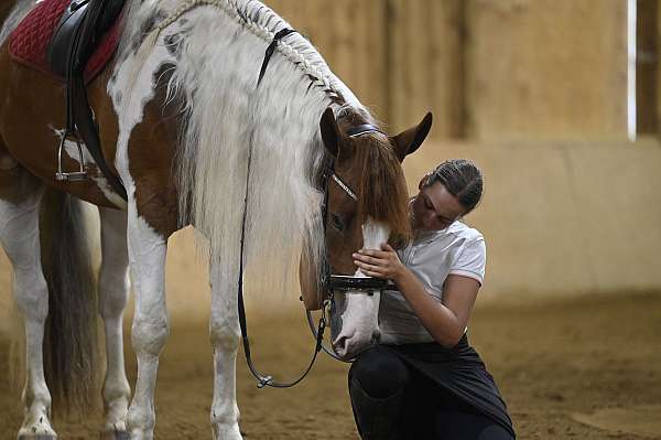 dressage-gelding