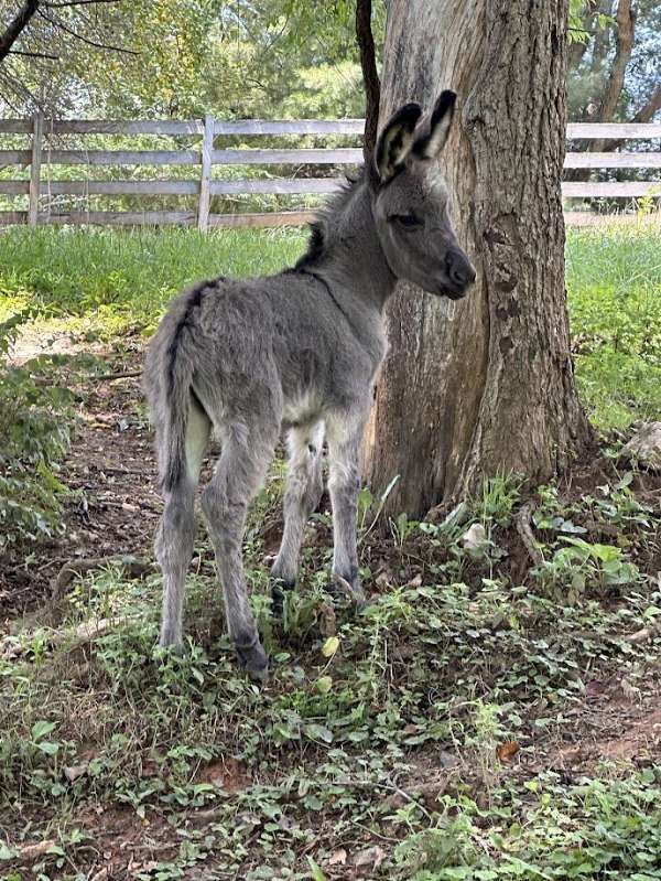 4-hand-donkey-colt