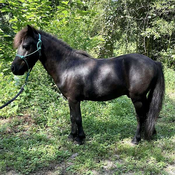 all-around-miniature-horse