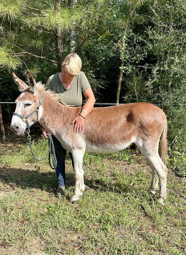 red-roan-champion-donkey