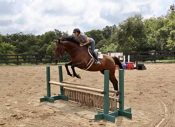 equitation-thoroughbred-horse