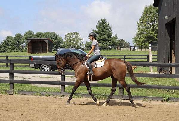 equitation-thoroughbred-horse