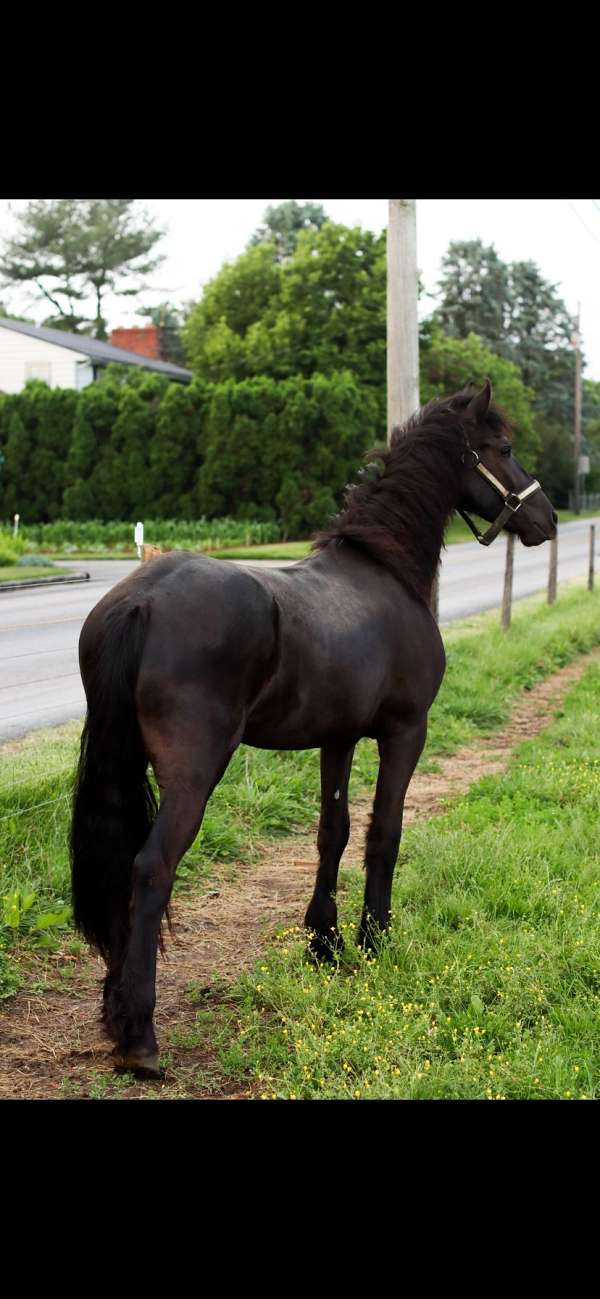 friesian-gelding