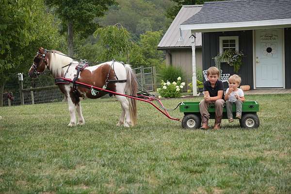 kid-safe-pony