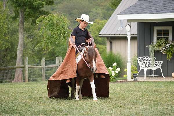 trail-riding-pony