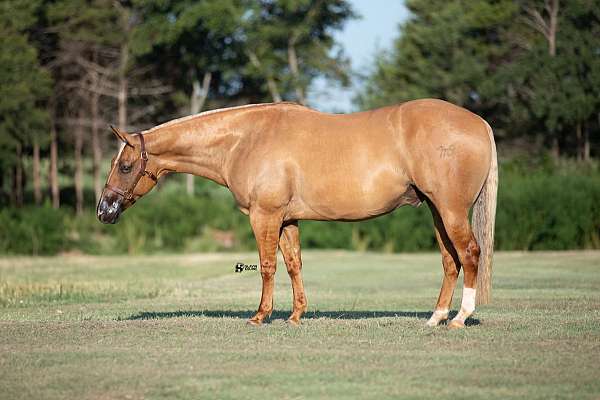 athletic-quarter-horse