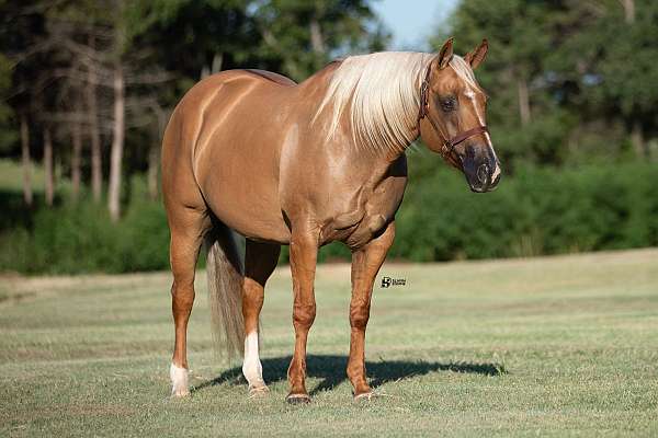 husband-safe-quarter-horse