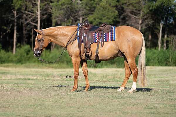 performance-quarter-horse