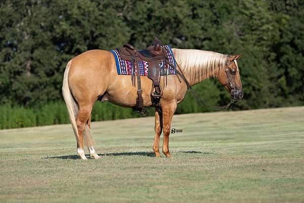 ranch-versatility-quarter-horse