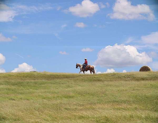 team-penning-paint-horse