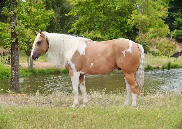 western-riding-paint-horse