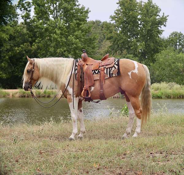 working-cattle-paint-horse