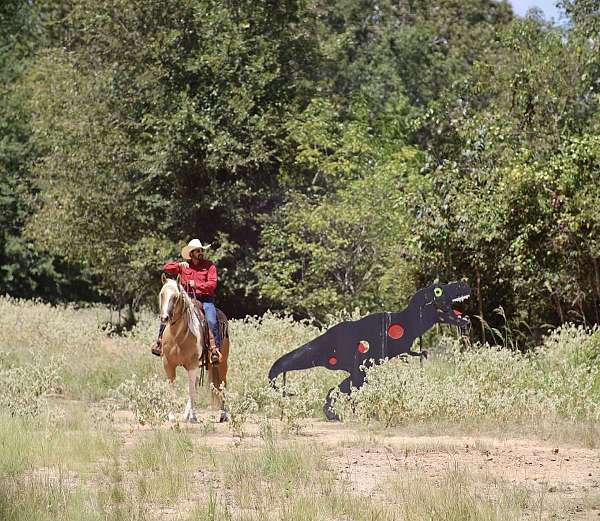 pinto-paint-gelding