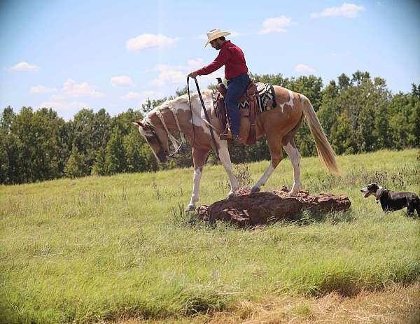 pinto-all-around-horse