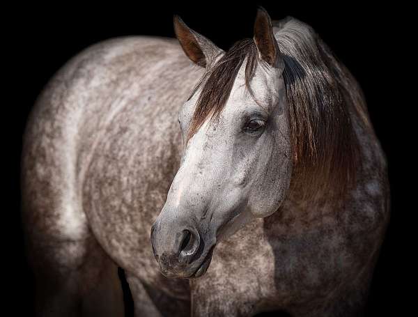 husband-safe-quarter-horse