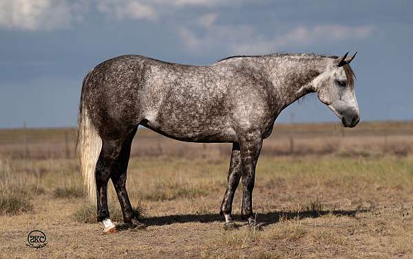 athletic-quarter-horse