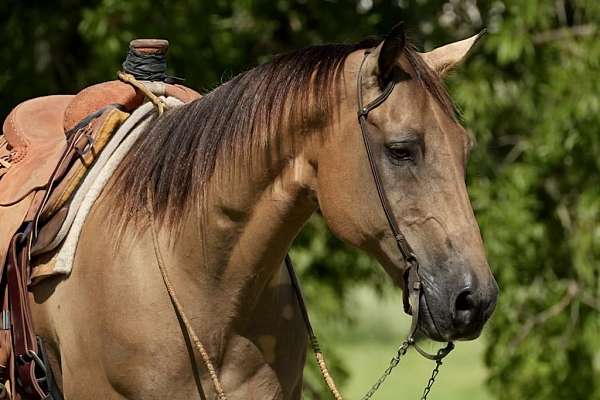 calf-roping-quarter-horse