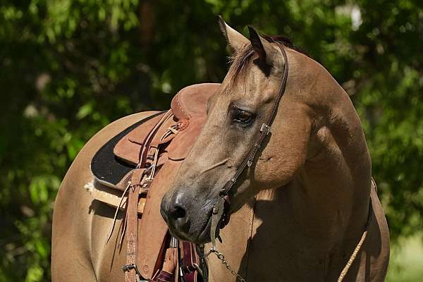 flashy-quarter-horse