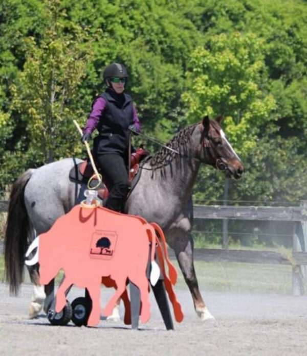 calf-roping-quarter-horse