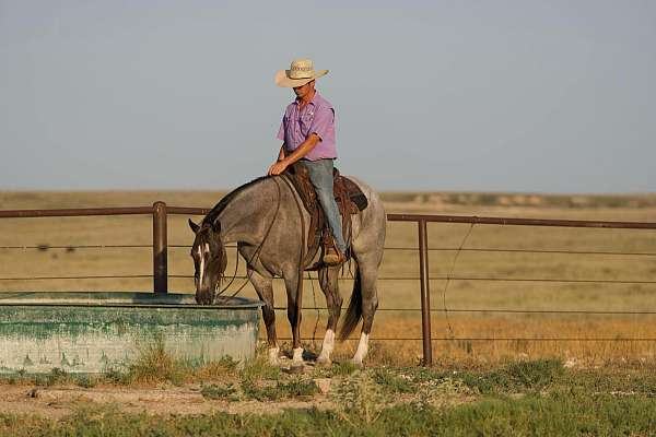 athletic-quarter-horse