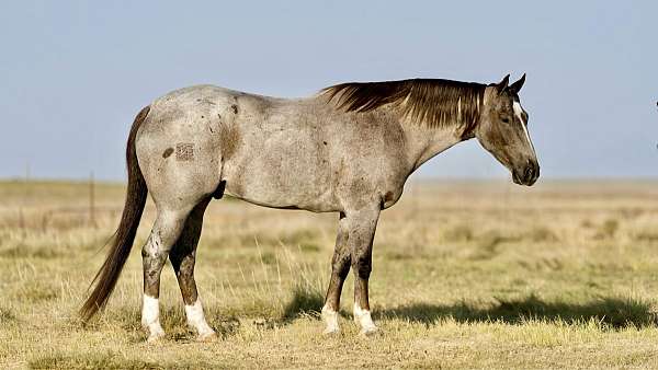 husband-safe-quarter-horse