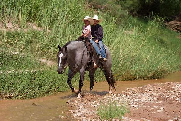 parade-quarter-horse