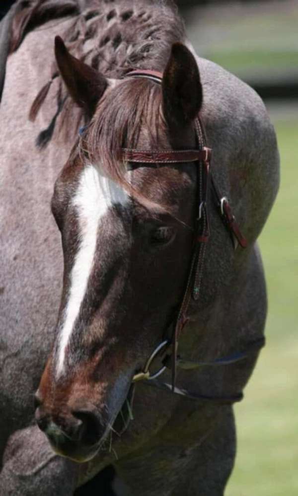 ranch-work-quarter-horse