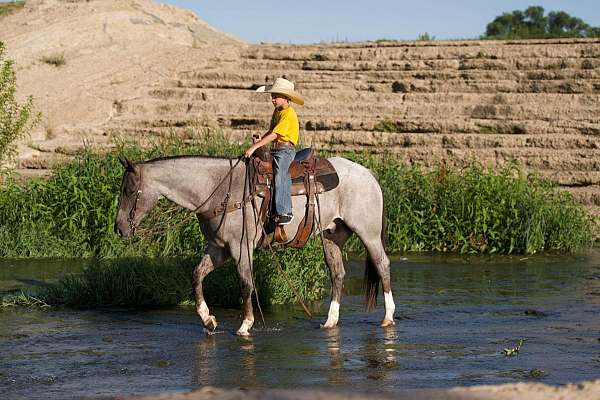 performance-quarter-horse