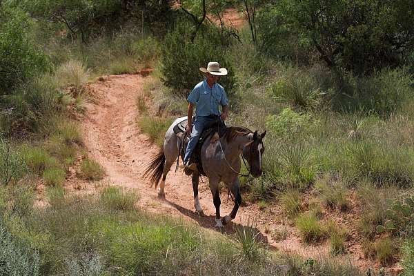 ranch-versatility-quarter-horse