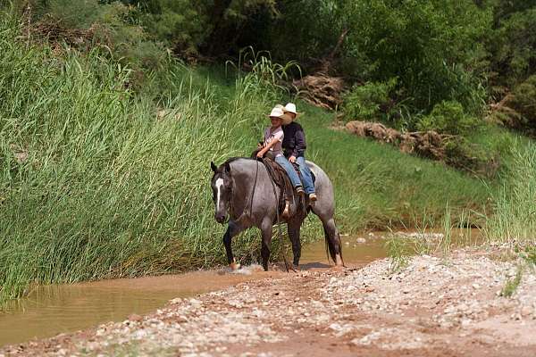 ridden-english-quarter-horse