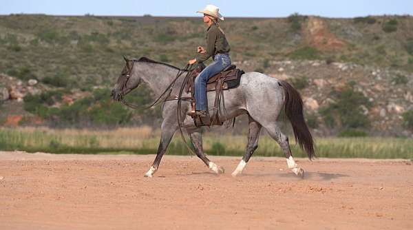 show-quarter-horse