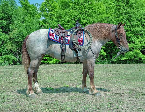 crossbred-quarter-horse