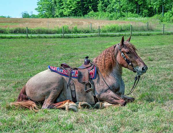 roan-quarter-horse