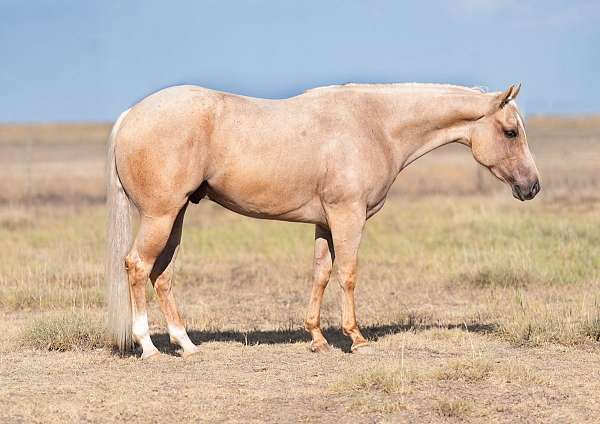 calf-roping-quarter-horse