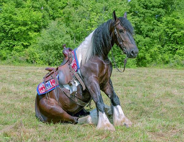 gypsy-gelding-vanner-horse