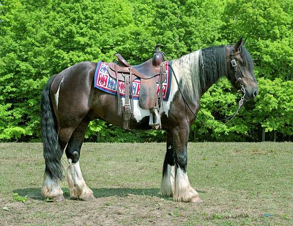 gypsy-vanner-horse