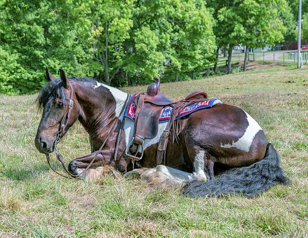 draft-cross-gypsy-vanner-horse