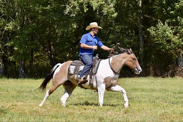 flashy-paint-horse