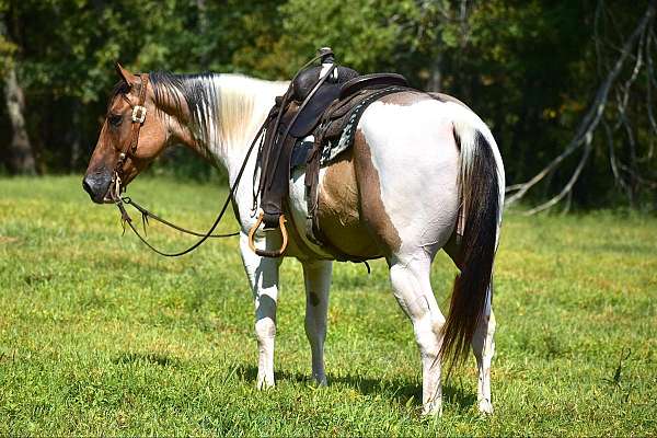 parade-paint-horse