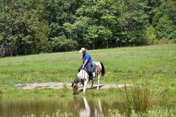 husband-safe-paint-horse