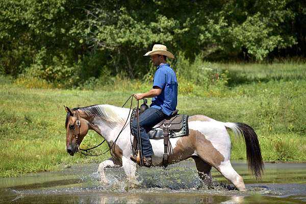 ranch-versatility-paint-horse