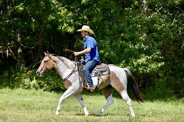 ranch-work-paint-horse