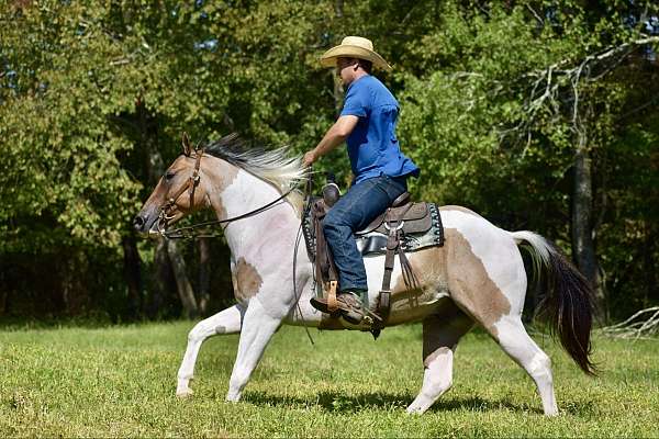 trail-paint-horse