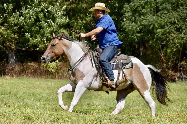 working-cattle-paint-horse